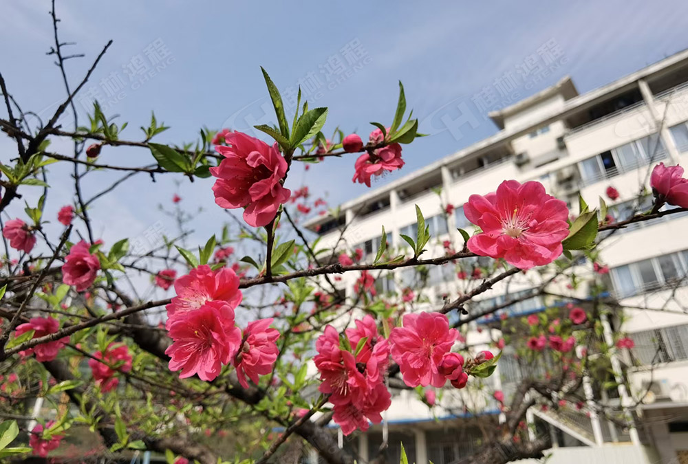 桂林鴻程花團(tuán)錦簇，滿(mǎn)園春色，邀您一起共賞春景，共商大計(jì)！